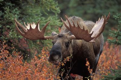 Impressionen aus Alaska